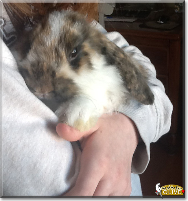 Olive the Holland Lop Mix Rabbit, the Pet of the Day