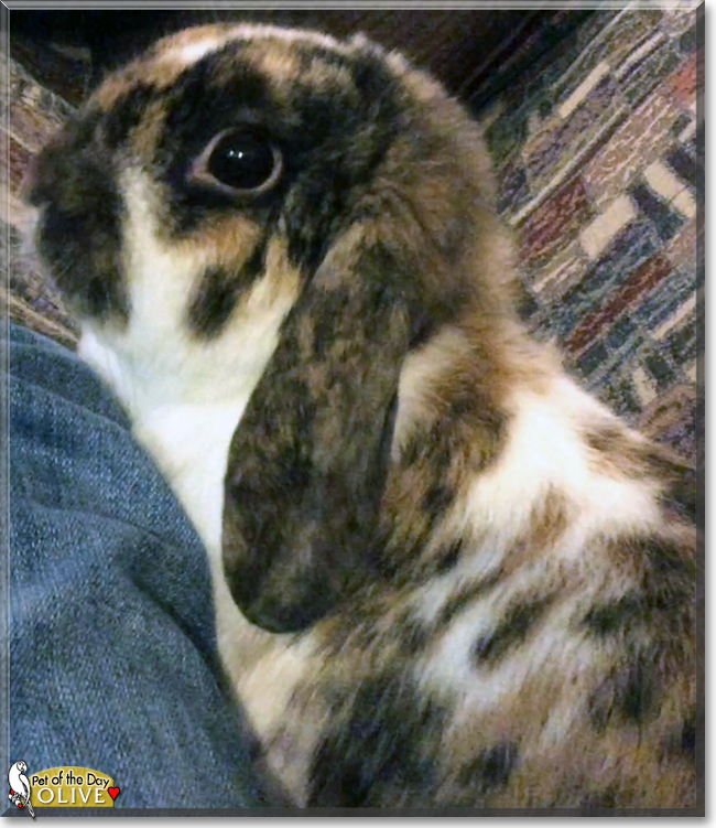 Olive the Holland Lop Mix Rabbit, the Pet of the Day