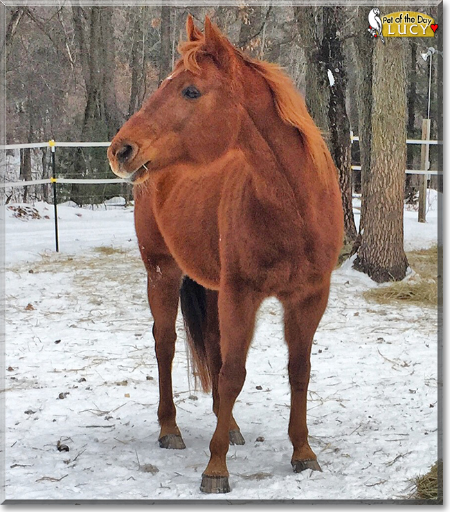 Lucy the Appendix Quarter Horse, the Pet of the Day Lucy the Appendix Quarter Horse, the Pet of the Day