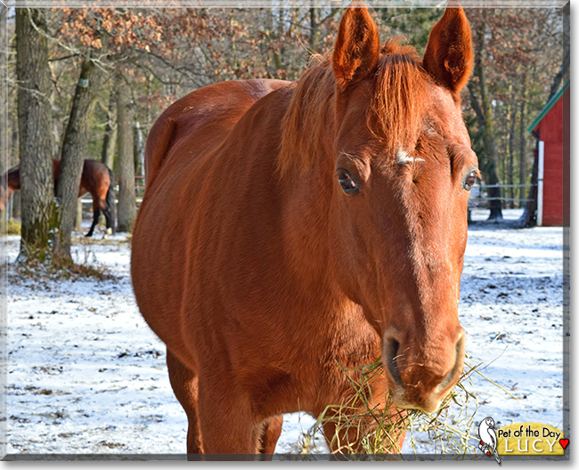 Lucy the Appendix Quarter Horse, the Pet of the Day