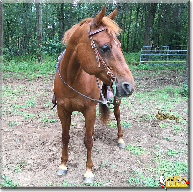 Lucy the Appendix Quarter Horse, the Pet of the Day