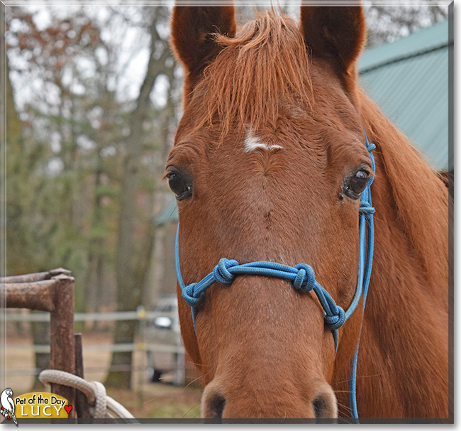 Lucy the Appendix Quarter Horse, the Pet of the Day