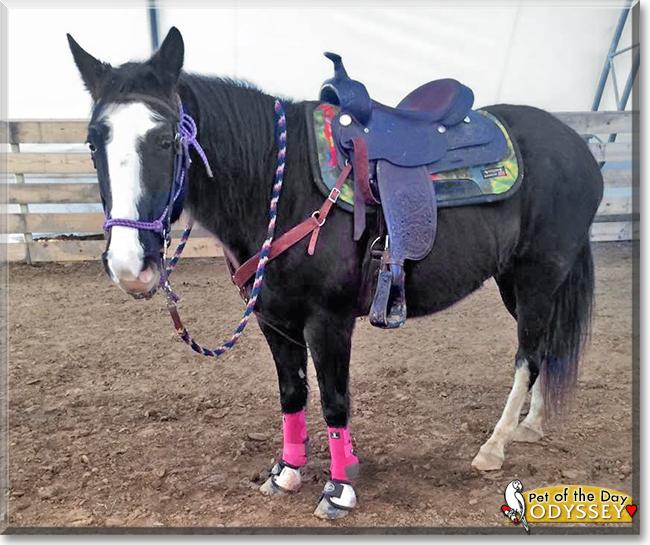 Odyssey the Missouri Fox Trotter, the Pet of the Day Odyssey the Missouri Fox Trotter, the Pet of the Day