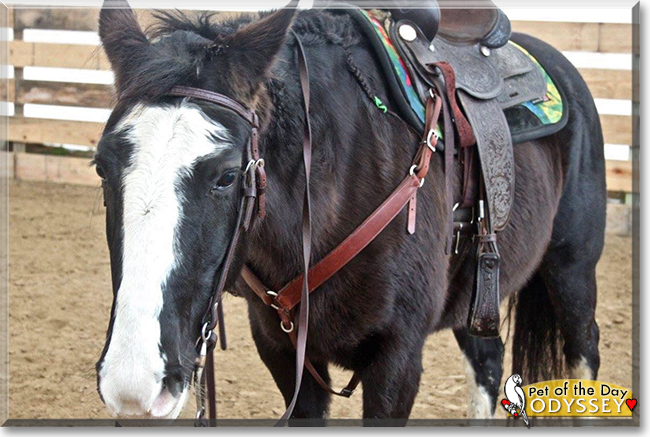 Odyssey the Missouri Fox Trotter, the Pet of the Day