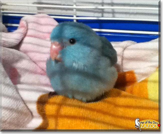 Zazoo the Pacific Blue Parrotlet, the Pet of the Day