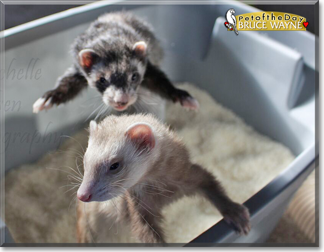 Bruce Wayne the Ferret, the Pet of the Day