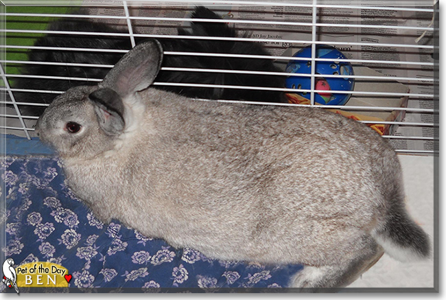 Ben the Rabbit, the Pet of the Day