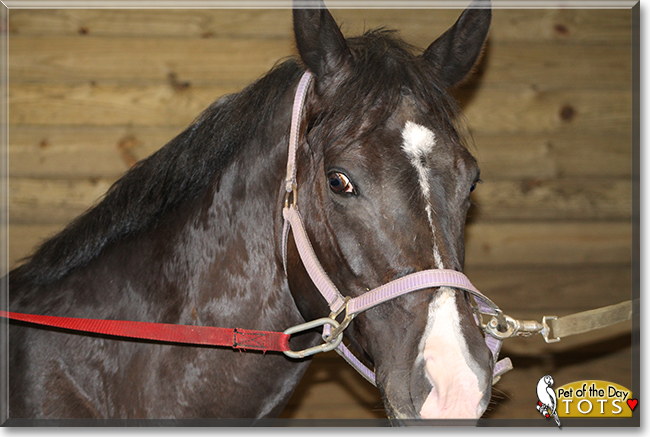 Tots the Quarter Horse Mix, the Pet of the Day