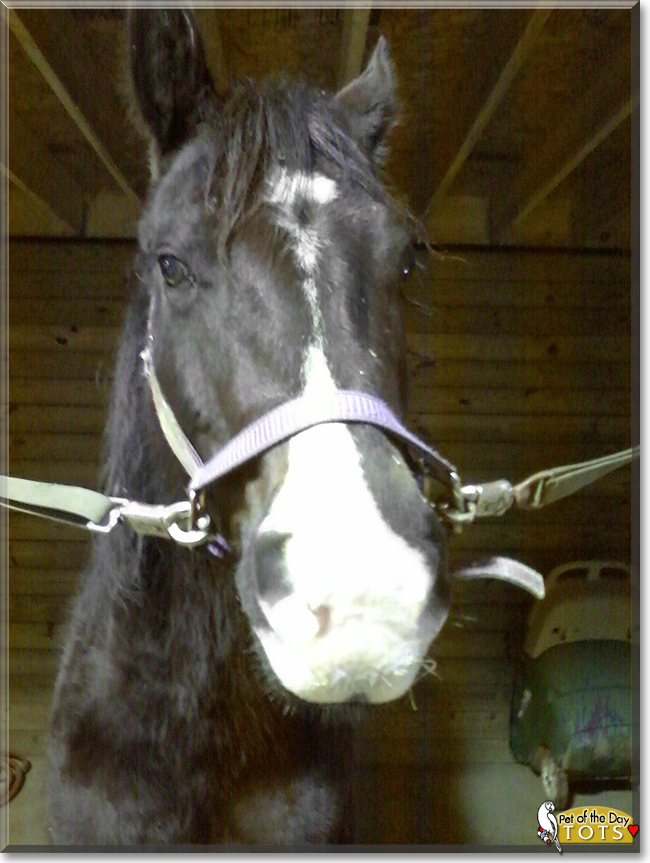 Tots the Quarter Horse Mix, the Pet of the Day
