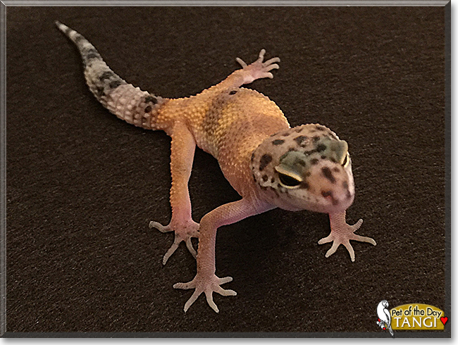 Tangi the Tangerine Gecko, the Pet of the Day