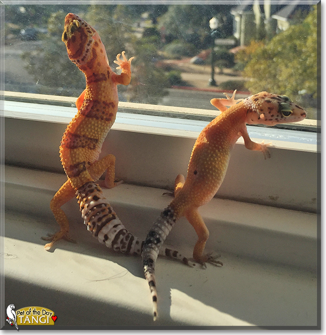 Tangi the Tangerine Gecko, the Pet of the Day