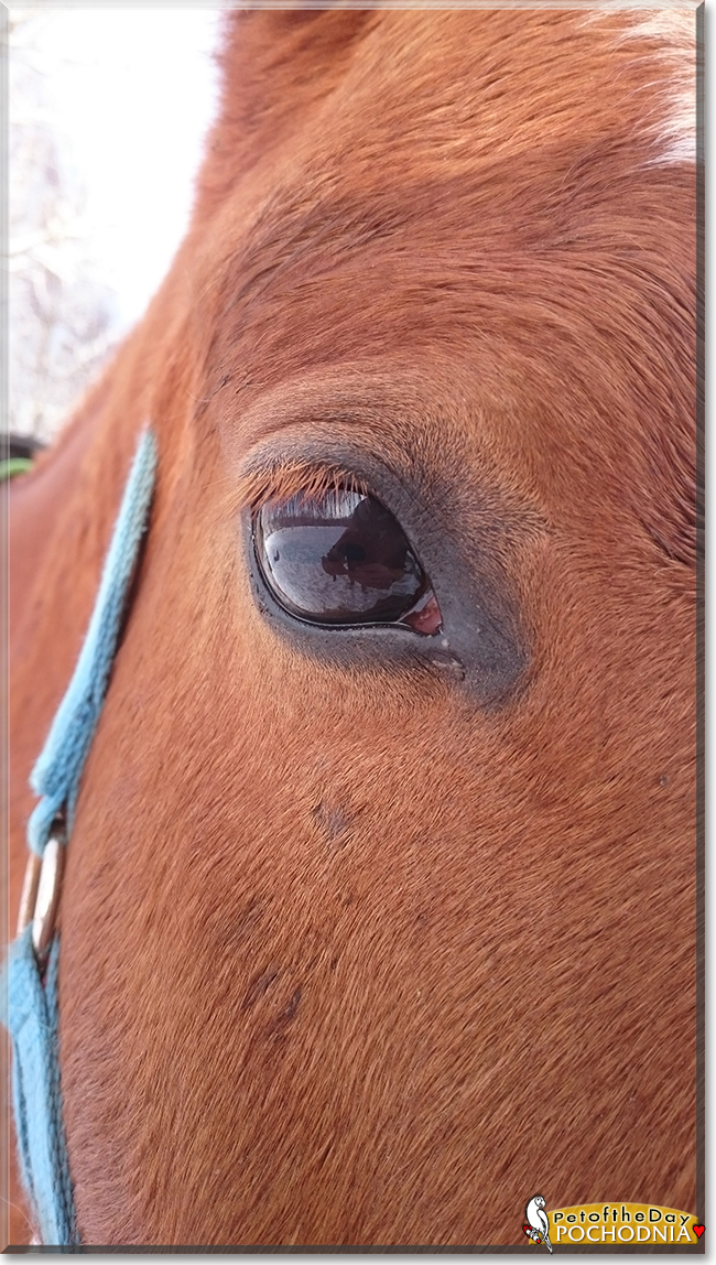 Pochodnia the Małopolski Horse, the Pet of the Day