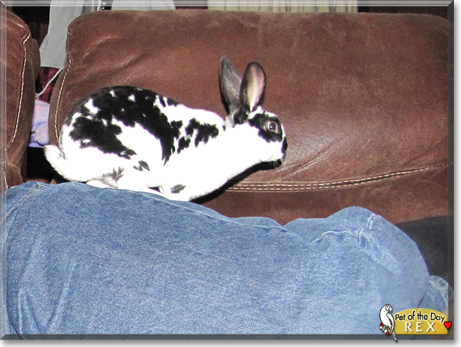 Rex the Mini Rex Rabbit, the Pet of the Day