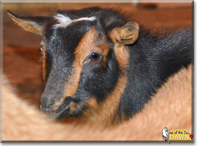 Dawn the Nigerian Dwarf Goat, the Pet of the Day