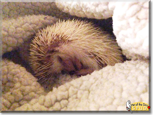 Spud the African Pygmy Hedgehog, the Pet of the Day