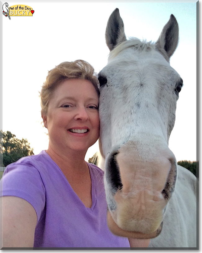 Bucky Boy the Polish Arabian horse, the Pet of the Day