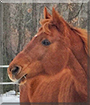 Lucy the Appendix Quarter Horse