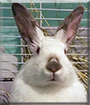 Bun Bun the Californian Rabbit