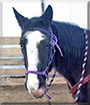 Odyssey the Missouri Fox Trotter TITLE=
