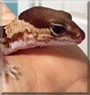 Galileo the Leopard Gecko