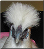 Saffron the Chinese Silkie Chicken