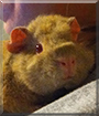 Caramel the Texel Guinea Pig