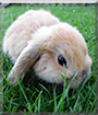Nikolaus the Lop Rabbit