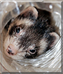 Bruce Wayne the Ferret