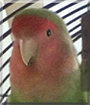Pucki the Peach-Faced Lovebird