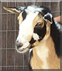 Aspen the Nigerian Dwarf Goat