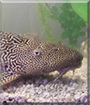 The Catfish the Pleco