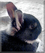 Sweety the Dwarf Rabbit