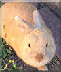 Basil the Dwarf Rabbit