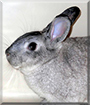 Ben the Rabbit