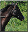 Tots the Quarter Horse Mix