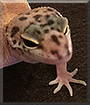 Tangi the Tangerine Gecko