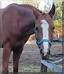 Pochodnia the Małopolski Horse