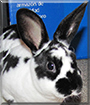 Rex the Mini Rex Rabbit