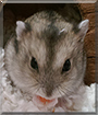 December the Winter White Dwarf Hamster