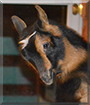 Dawn the Nigerian Dwarf Goat