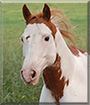 Rain the Paint Horse