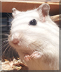 Krümel the Gerbil