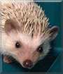 Spud the African Pygmy Hedgehog