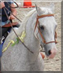 Bucky Boy the Polish Arabian horse