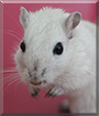 Juli the Gerbil