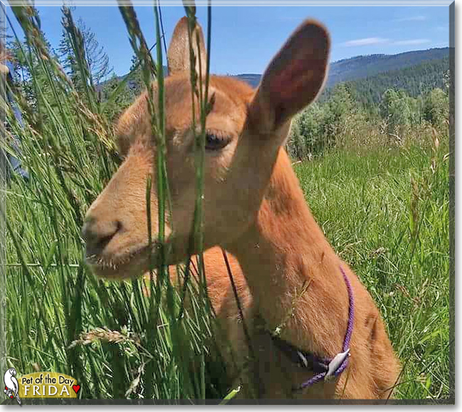 Frida the Oberhasli Dairy Goat, the Pet of the Day Frida the Oberhasli Dairy Goat, the Pet of the Day