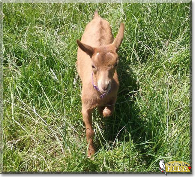 Frida the Oberhasli Dairy Goat, the Pet of the Day