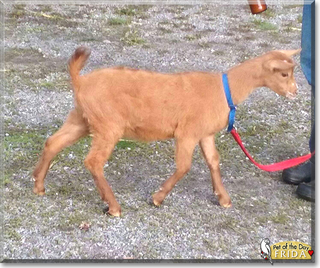 Frida the Oberhasli Dairy Goat, the Pet of the Day