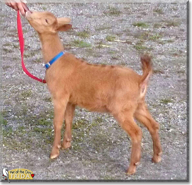 Frida the Oberhasli Dairy Goat, the Pet of the Day
