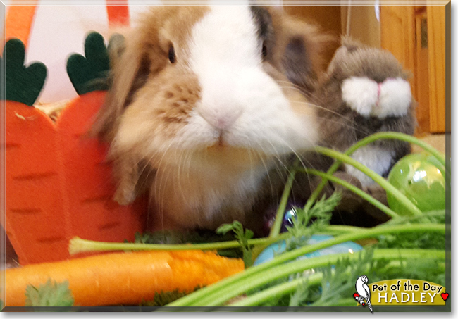 Hadley the Dwarf Lop Lionhead Rabbit, the Pet of the Day